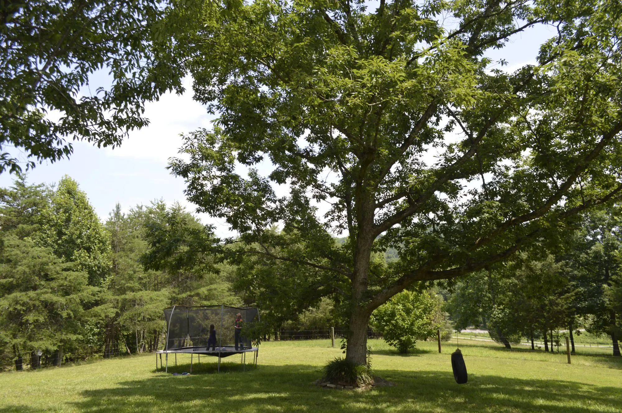 A netted trampoline on a lawn beside a large shade tree